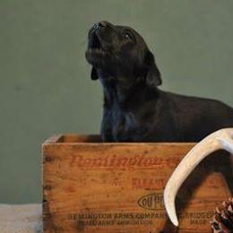 Labrador Retrievers from Tumbling Run Labradors