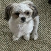 Koji - Mi-Ki