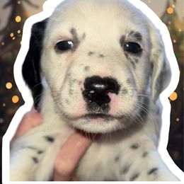 Vixen - White and black female Dalmatian puppy in Bremen, Georgia from Clark’s Dalmatians