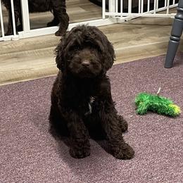Stryker - Liver and white male Springerdoodle puppy in Lisbon, Ohio from Willow Lane Doodles