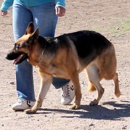 German Shepherds from A Dogs Life Training and Education