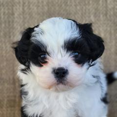 Tia - Black and white female Shichon puppy in Limestone, Tennessee from Pilot Hill Teddy Bear Puppies