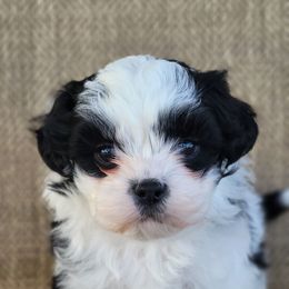 Tia - Black and white female Shichon puppy in Limestone, Tennessee from Pilot Hill Teddy Bear Puppies