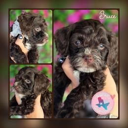 Bruce Grey Collar - Brown and white male Bernedoodle puppy in Vernon, Texas from Sugarland's Texas Goldendoodles