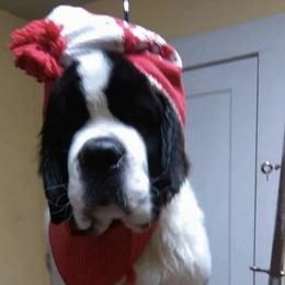 Kingston - Saint Bernard