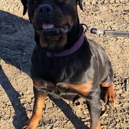 Nina - Rottweiler