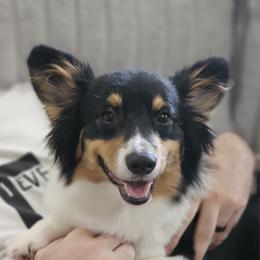 Ivy - Pembroke Welsh Corgi