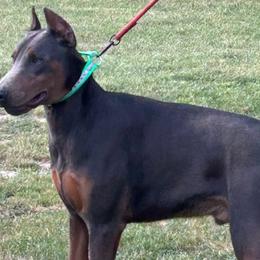 Doberman Pinschers from Mo dobermans