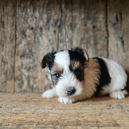 Lilly - Parti female Yorkshire Terrier puppy in Mountain Grove, Missouri from Precious Puppies
