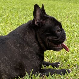 Cardi B - French Bulldog