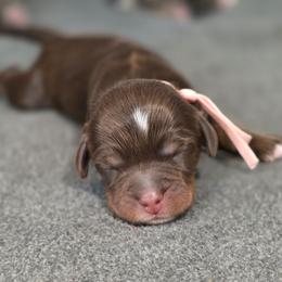 Hazel - Tri-color female Bernedoodle puppy in Malden, Illinois from Doting Doodles