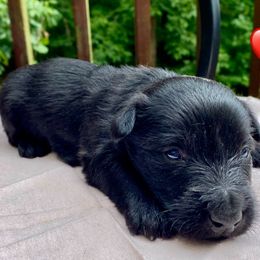 Black Girl 7 (Burgandy Collar) - Black female Scottish Terrier puppy in Jefferson, North Carolina from McGuire’s High Country Terriers