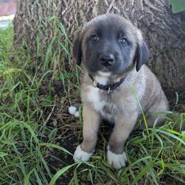 Boy 3-Black - Fawn male Anatolian Shepherd Dog puppy in Cleveland, Minnesota from Schmahl Family Farms