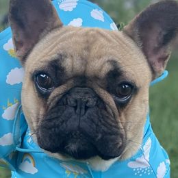 French Bulldogs from Blue Ice Frenchies