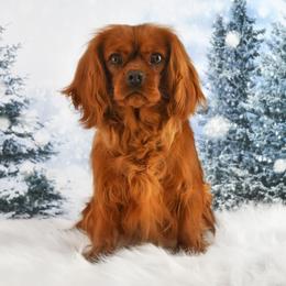 Caramel - Cavalier King Charles Spaniel