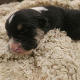 AKC - Quad Clear Tri Colored - Boy 4 - Black and white male Cardigan Welsh Corgi puppy in Tombstone, Arizona from WeVolution Off-Grid