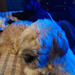 Bouvier des Flandres All Grown Up from Evan Coffield