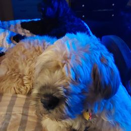 Bouvier des Flandres All Grown Up from Evan Coffield