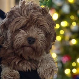 Gigi - Havanese