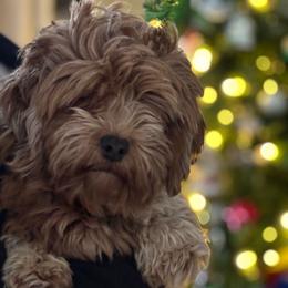 Gigi - Havanese