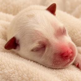 Aqua - Tan male Morkie puppy in Tampa Bay, Florida from Woodpecker Ridge Pups