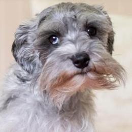 Riggs - Miniature Schnauzer
