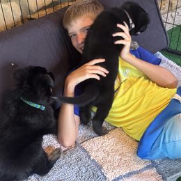 Boy 1 - Black and red male German Shepherd puppy in Rolesville, North Carolina from Ransomshire Shepherds