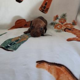 Freddy - Red male Dachshund puppy in Borger, Texas from Panhandle CKC Dachshunds