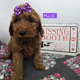 Mochi - Red  female Goldendoodle puppy in Neillsville, Wisconsin from Granton Creek