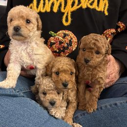 Poodle Puppies from Cathys Dogs