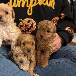 Poodle Puppies from Cathys Dogs