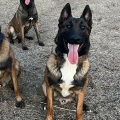Benny - Belgian Malinois