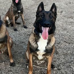 Benny - Belgian Malinois