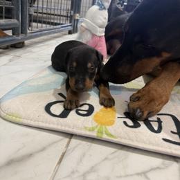 Boy 4 - Black and rust male Doberman Pinscher puppy in Elgin, Texas from New Horizons Kennels