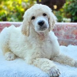 Potato - White male Poodle puppy in Springfield, Oregon from Valaurah Farms