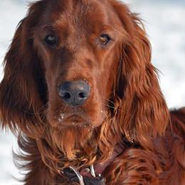 Tucker - Irish Setter