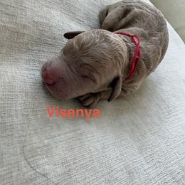 Visenya - Apricot female Goldendoodle puppy in Richmond, Texas from Harper’s Heartbeats