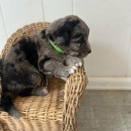 Boy 2 - male Golden Mountain Doodle puppy in Calhan, Colorado from Snowy Goldens LLC