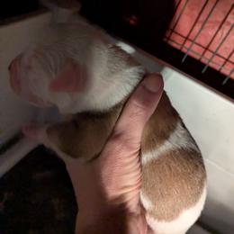 Boy 3 - White and tan male American Bulldog puppy in La Porte, Indiana from Slayton's American Bulldogs