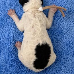 Sven - Parti male Poodle puppy in Washington, Pennsylvania from Patriotic Poodles