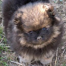 Heath - Chocolate sable male Pomeranian puppy in Scio, Oregon from Mac Daddy Poms