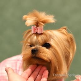 Vera - Blue and gold female Yorkshire Terrier puppy in Placerville, California from Diamond Springs Boutique