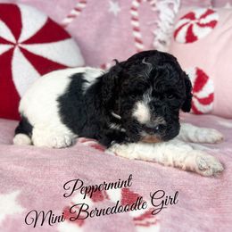 Peppermint - Tri-color female Bernedoodle puppy in Grove, Oklahoma from Guinn Family Farms