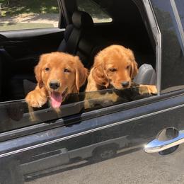 Golden Retriever puppies from White Birch Golden Retreivers LLC