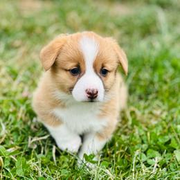 Hermione - Red female Pembroke Welsh Corgi puppy in Aumsville, Oregon from West Coast Corgi