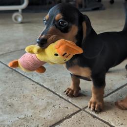 Draco Malfoy - Black and tan male Dachshund puppy in Scottsdale, Arizona from Floppy Eared Friends Miniature Dachshund and  Bassett Hounds