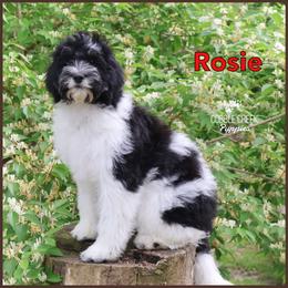Rosie - Black and white female Bernedoodle puppy in Heyworth, Illinois from Cobble Creek Puppies