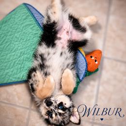 Wilbur - Merle male Pomsky puppy in Norfolk, Virginia from 'Brick'House Couture Pomskies