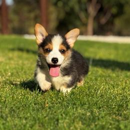 Tri Male 2 - Black and tan male Pembroke Welsh Corgi puppy in Stephenville, Texas from Rising JM Pembrokes
