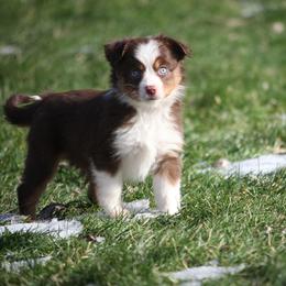 Cirroc - Red tri-color female Miniature American Shepherd puppy in Tiskilwa, Illinois from First Harmony Farms